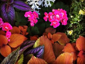 colourful leaves and flowers